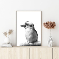 Kookaburra Black Frame Canvas Wall Art