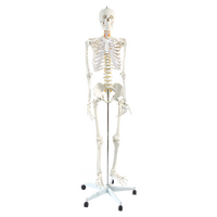 Human Skeleton Anatomical Model 180cm