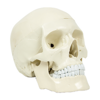 Life Size Anatomical Deluxe Human Skull Model Medical Skeleton Anatomy Replica