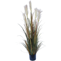 Flowering Native Fox Tail Grass 120 cm